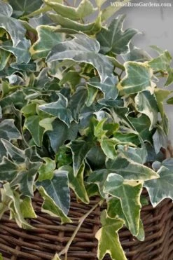 Ingelise English Ivy (Hedera) - 10 Pack Of 4" Pots -Garden Plant Seeds hedera helix ingelise english ivy 6
