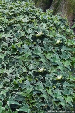 Ingelise English Ivy (Hedera) - 10 Pack Of 4" Pots -Garden Plant Seeds hedera helix ingelise english ivy 7