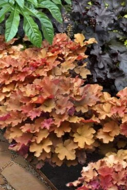 Caramel Heuchera (Villosa Hybrid) - 5 Pack Of Quart Pots -Garden Plant Seeds heuchera caramel 20