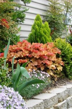 Caramel Heuchera (Villosa Hybrid) - 5 Pack Of Quart Pots -Garden Plant Seeds heuchera caramel 21