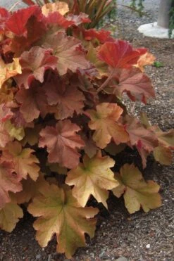 Caramel Heuchera (Villosa Hybrid) - 5 Pack Of Quart Pots -Garden Plant Seeds heuchera caramel 23