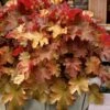 Caramel Heuchera (Villosa Hybrid) - 5 Pack Of Quart Pots -Garden Plant Seeds heuchera caramel coral bells 31