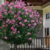 Lucy Rose Of Sharon (Single Trunk Tree) - 7 Gallon Pot (3-4') -Garden Plant Seeds hibiscus syriacus lucy rose of sharon tree 2 1