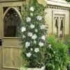 White Pillar Rose Of Sharon - 2 Gallon Pot -Garden Plant Seeds hibiscus syriacus white pillar rose of sharon 21