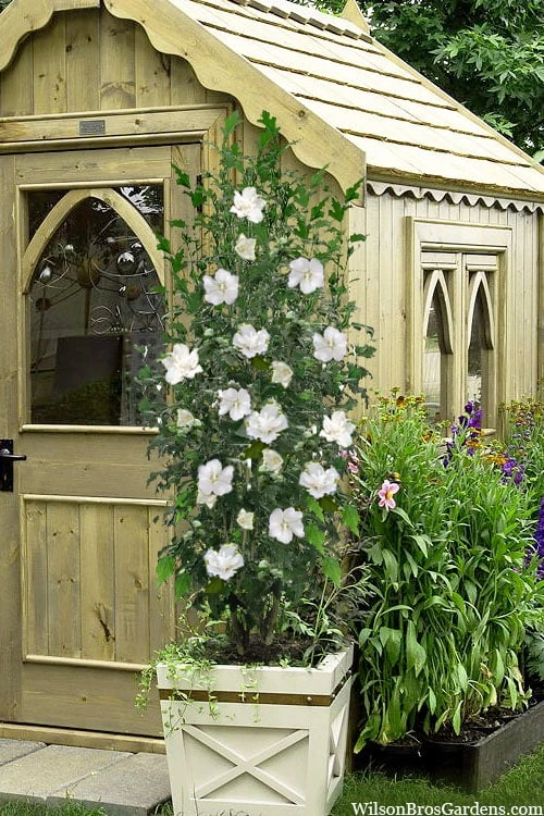 White Pillar Rose Of Sharon - 2 Gallon Pot 3 White Pillar Rose Of Sharon - 2 Gallon Pot