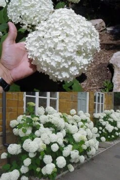 Annabelle Hydrangea - 3 Gallon Pot -Garden Plant Seeds hydrangea annabelle 2 500x750 1