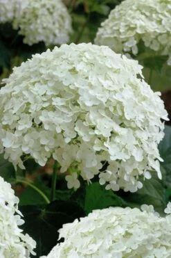 Annabelle Hydrangea - 3 Gallon Pot -Garden Plant Seeds hydrangea arborescens annabelle 10