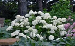 Annabelle Hydrangea - 3 Gallon Pot -Garden Plant Seeds hydrangea arborescens annabelle 11