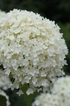 Annabelle Hydrangea - 3 Gallon Pot -Garden Plant Seeds hydrangea arborescens annabelle 12