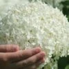 Annabelle Hydrangea - 3 Gallon Pot -Garden Plant Seeds hydrangea arborescens annabelle 21 1