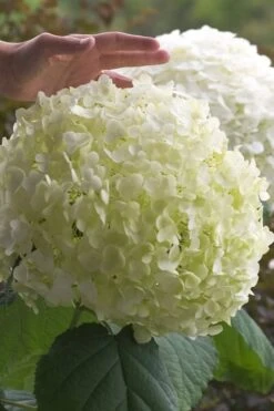 Incrediball Smooth Hydrangea - 3 Gallon Pot -Garden Plant Seeds hydrangea arborescens incrediball 10
