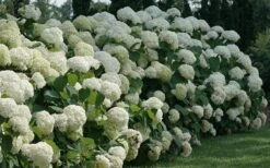Incrediball Smooth Hydrangea - 3 Gallon Pot -Garden Plant Seeds hydrangea arborescens incrediball 12