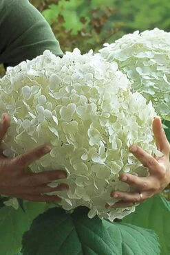 Incrediball Smooth Hydrangea - 3 Gallon Pot -Garden Plant Seeds hydrangea arborescens incrediball 14