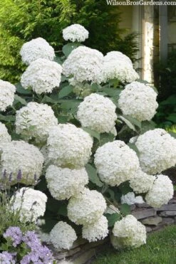 Incrediball Smooth Hydrangea - 3 Gallon Pot -Garden Plant Seeds hydrangea arborescens incrediball 16