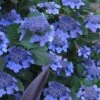 Bluebird Hydrangea - 3 Gallon Pot -Garden Plant Seeds hydrangea bluebird 21