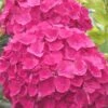 Charm Red Hydrangea - 3 Gallon Pot -Garden Plant Seeds hydrangea charm red 5