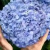 Big Daddy Hydrangea - 1 Gallon Pot -Garden Plant Seeds hydrangea macrophylla big daddy 101