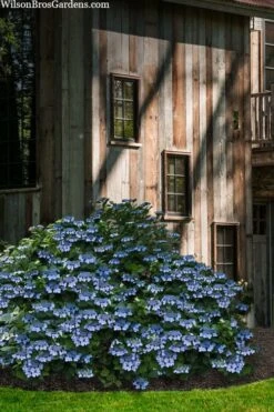Blue Wave Lacecap Hydrangea - 3 Gallon Pot 16 Blue Wave Lacecap Hydrangea - 3 Gallon Pot -Garden Plant Seeds hydrangea macrophylla blue wave 22