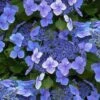 Blue Wave Lacecap Hydrangea - 3 Gallon Pot 2 Blue Wave Lacecap Hydrangea - 3 Gallon Pot -Garden Plant Seeds hydrangea macrophylla blue wave 23