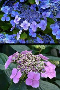 Blue Wave Lacecap Hydrangea - 3 Gallon Pot 17 Blue Wave Lacecap Hydrangea - 3 Gallon Pot -Garden Plant Seeds hydrangea macrophylla blue wave 24