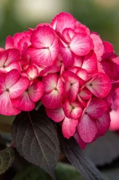 Eclipse Bigleaf Hydrangea - 3 Gallon Pot 12 Eclipse Bigleaf Hydrangea - 3 Gallon Pot -Garden Plant Seeds hydrangea macrophylla eclipse 1