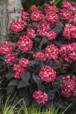 Eclipse Bigleaf Hydrangea - 3 Gallon Pot 11 Eclipse Bigleaf Hydrangea - 3 Gallon Pot -Garden Plant Seeds hydrangea macrophylla eclipse 3