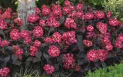 Eclipse Bigleaf Hydrangea - 3 Gallon Pot 13 Eclipse Bigleaf Hydrangea - 3 Gallon Pot -Garden Plant Seeds hydrangea macrophylla eclipse 4
