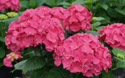 Let's Dance 'Big Band' Dwarf Hydrangea - 3 Gallon Pot -Garden Plant Seeds hydrangea macrophylla lets dance big band 1