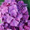 Let's Dance 'Big Band' Dwarf Hydrangea - 3 Gallon Pot 1 Let's Dance 'Big Band' Dwarf Hydrangea - 3 Gallon Pot -Garden Plant Seeds hydrangea macrophylla lets dance big band 2