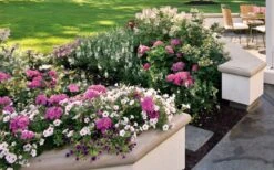 Let's Dance 'Big Band' Dwarf Hydrangea - 3 Gallon Pot -Garden Plant Seeds hydrangea macrophylla lets dance big band 3