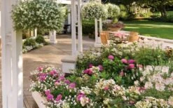 Let's Dance 'Big Band' Dwarf Hydrangea - 3 Gallon Pot -Garden Plant Seeds hydrangea macrophylla lets dance big band 4