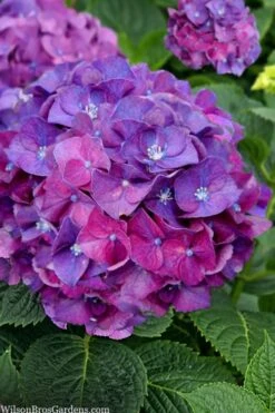 Let's Dance 'Big Band' Dwarf Hydrangea - 3 Gallon Pot -Garden Plant Seeds hydrangea macrophylla lets dance big band 5