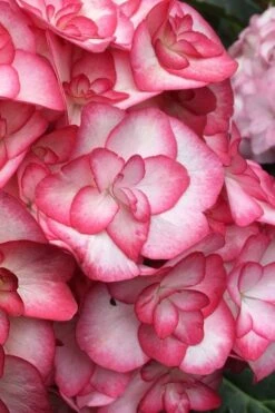 Miss Saori Hydrangea - 1 Gallon Pot -Garden Plant Seeds hydrangea macrophylla miss saori 1