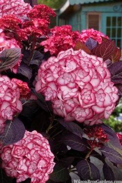 Miss Saori Hydrangea - 1 Gallon Pot -Garden Plant Seeds hydrangea macrophylla miss saori 15