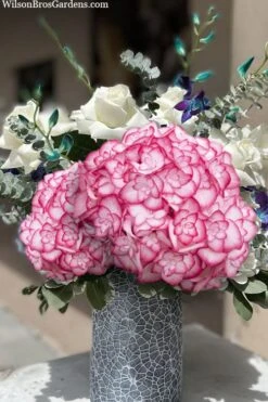 Miss Saori Hydrangea - 1 Gallon Pot -Garden Plant Seeds hydrangea macrophylla miss saori 20