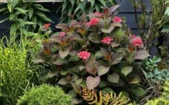 Miss Saori Hydrangea - 1 Gallon Pot -Garden Plant Seeds hydrangea macrophylla miss saori 9