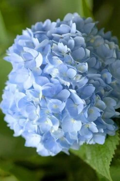 Penny Mac Hydrangea - 1 Gallon Pot 10 Penny Mac Hydrangea - 1 Gallon Pot -Garden Plant Seeds hydrangea macrophylla penny mac 21