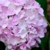 Penny Mac Hydrangea - 2 Gallon Pot 2 Penny Mac Hydrangea - 2 Gallon Pot -Garden Plant Seeds hydrangea macrophylla penny mac 22 1
