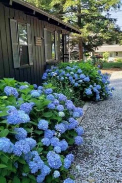 Penny Mac Hydrangea - 2 Gallon Pot 11 Penny Mac Hydrangea - 2 Gallon Pot -Garden Plant Seeds hydrangea macrophylla penny mac 23 1