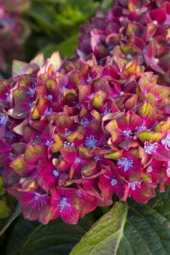 Pistachio Hydrangea - 3 Gallon Pot 15 Pistachio Hydrangea - 3 Gallon Pot -Garden Plant Seeds hydrangea macrophylla pistachio 2