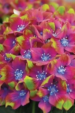 Pistachio Hydrangea - 5 Gallon Pot -Garden Plant Seeds hydrangea macrophylla pistachio 3 1