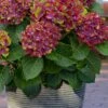 Pistachio Hydrangea - 5 Gallon Pot -Garden Plant Seeds hydrangea macrophylla pistachio 4 1