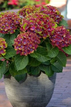 Pistachio Hydrangea - 3 Gallon Pot