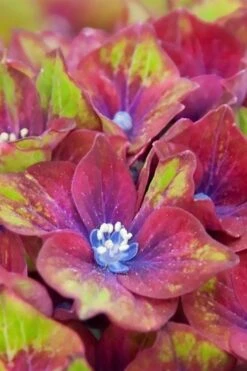 Pistachio Hydrangea - 5 Gallon Pot -Garden Plant Seeds hydrangea macrophylla pistachio 5 1