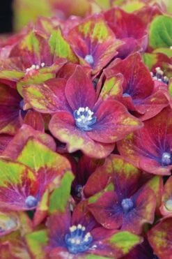 Pistachio Hydrangea - 5 Gallon Pot -Garden Plant Seeds hydrangea macrophylla pistachio 6 1