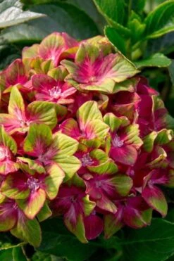 Pistachio Hydrangea - 3 Gallon Pot 17 Pistachio Hydrangea - 3 Gallon Pot -Garden Plant Seeds hydrangea macrophylla pistachio 7