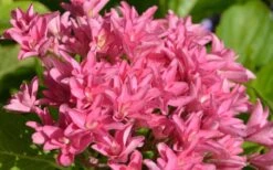 Princess Diana Hydrangea - 3 Gallon Pot -Garden Plant Seeds hydrangea macrophylla princess diana 1