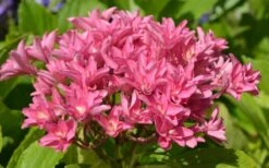 Princess Diana Hydrangea - 3 Gallon Pot -Garden Plant Seeds hydrangea macrophylla princess diana 5