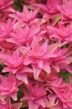 Princess Diana Hydrangea - 3 Gallon Pot -Garden Plant Seeds hydrangea macrophylla princess diana 6