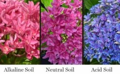 Princess Diana Hydrangea - 3 Gallon Pot -Garden Plant Seeds hydrangea macrophylla princess diana 8